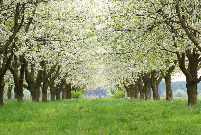 Spring avenue stock photo. Image of trees, flowers, white 22108342