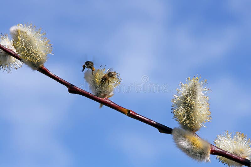 Spring awakening royalty free stock images