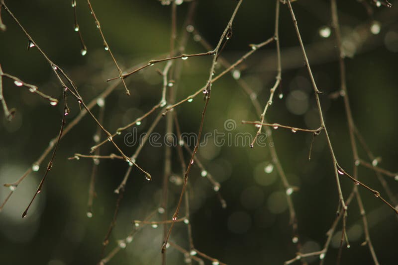 Spring awakening of branches royalty free stock photos