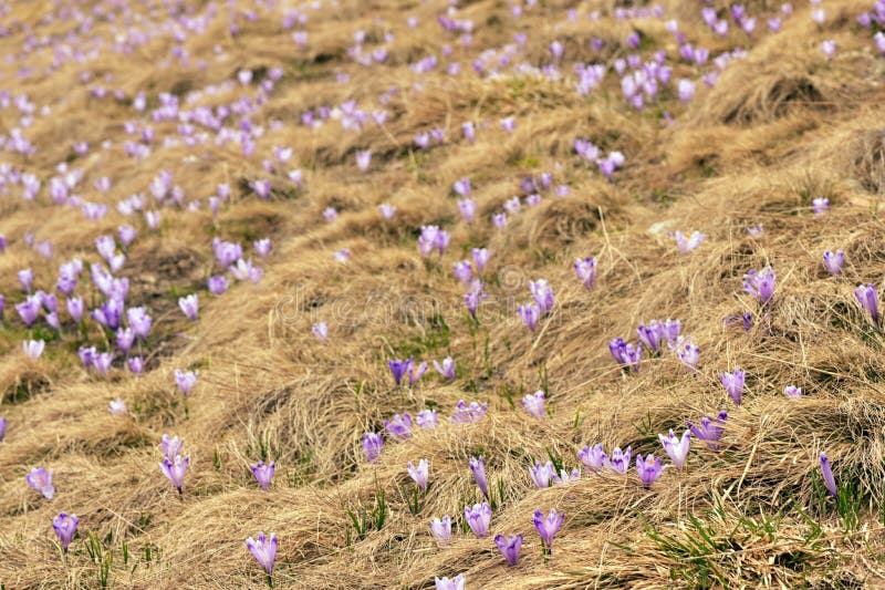 Spring Awakening, Flowers Of Crocuses On Romania Mountains stock image