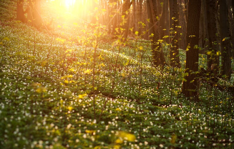 Spring awakening of flowers and vegetation in the forest on suns royalty free stock images