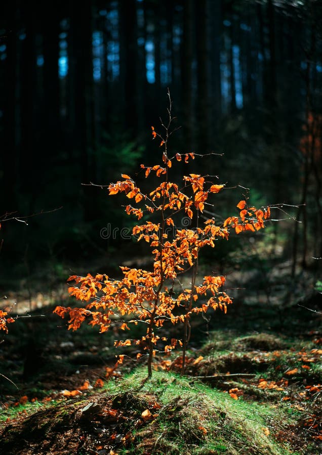 Spring awakening forest royalty free stock photos