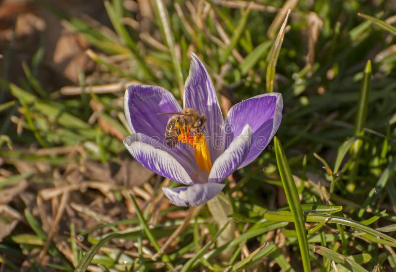 Spring awakening stock image