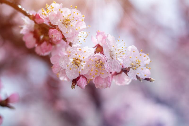 Spring background art with pink blossom. Backdrop, cherry.