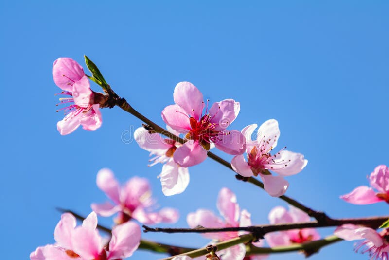 Spring background art with pink peach blossom stock photos Spring background art with pink peach blossom stock photos