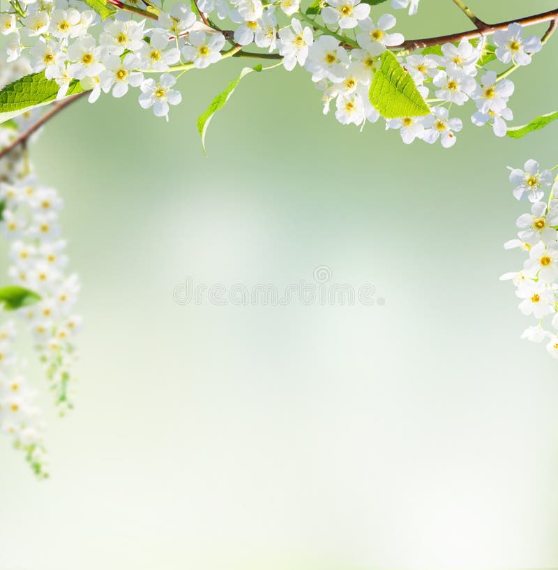 Spring Background Stock Photos and Images - 123RF