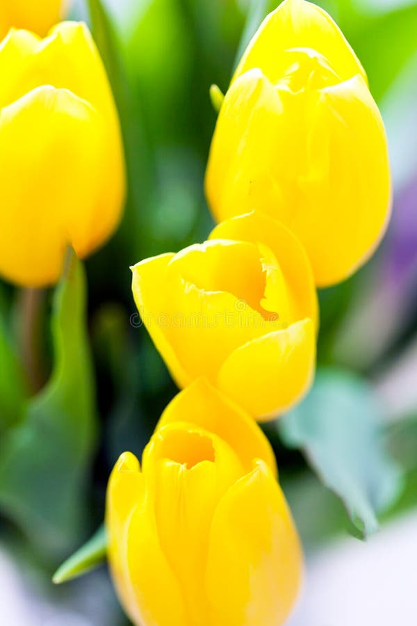 Spring background with beautiful yellow tulips