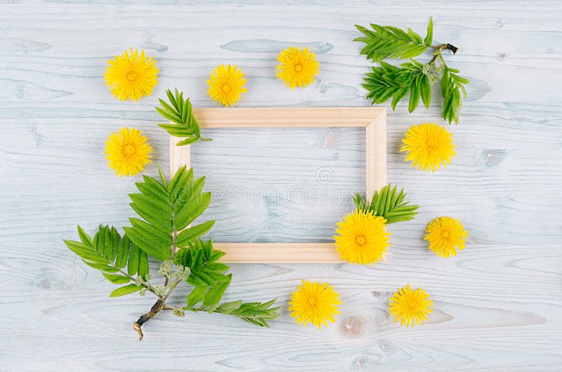 Spring background of blank wood frame, yellow dandelion flowers, young green leaves on light blue wooden board.