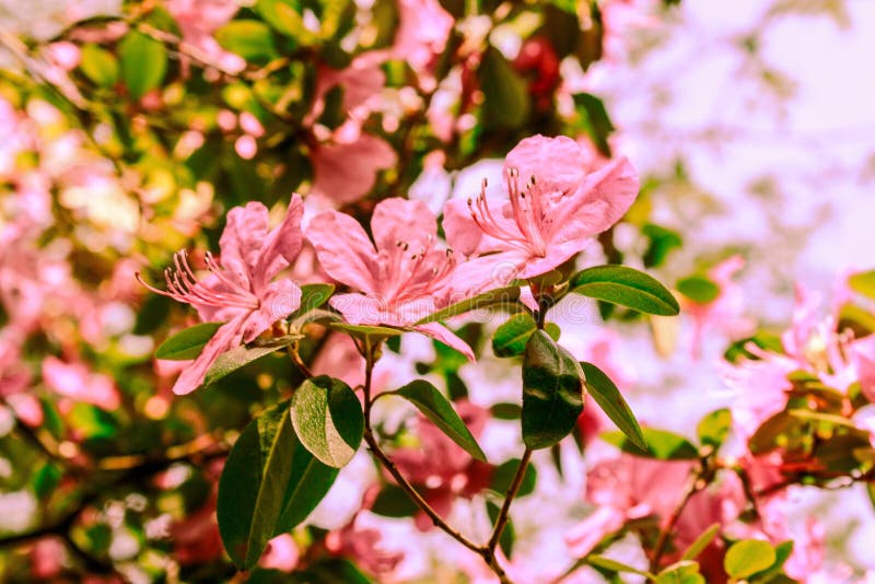 Spring background of blooming flowers. White and pink flowers. Beautiful nature scene with a flowering tree. Spring flowers. stock images Spring background of blooming flowers. White and pink flowers. Beautiful nature scene with a flowering tree. Spring flowers. stock images