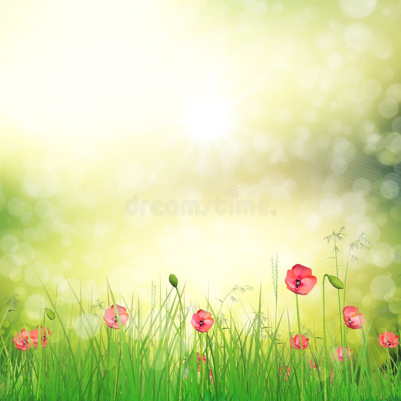 Field of poppy flowers