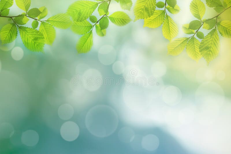 Spring background, green tree leaves on blurred background royalty free stock photos