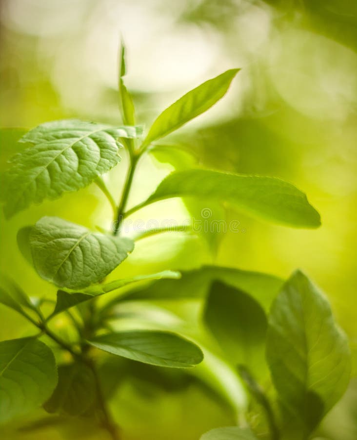 Spring background stock photos