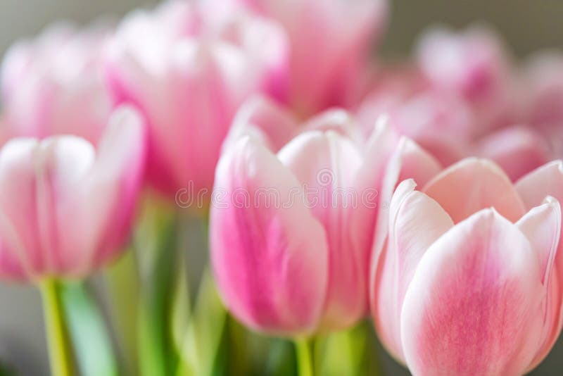 Close up beautiful pink tulips