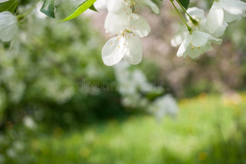 Spring background with white apple tree flowers and blurred green background with diagonal horizon line. stock photo Spring background with white apple tree flowers and blurred green background with diagonal horizon line. stock photo