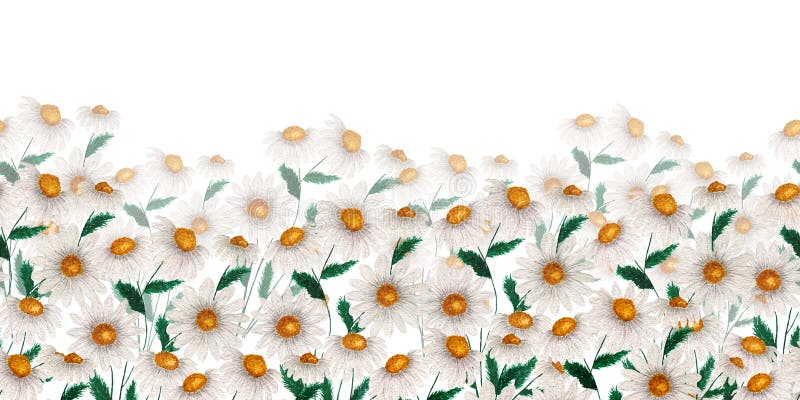 Spring background with white wildflowers, seamless frame decoration with chamomile or daisy flowers, watercolor floral field illus