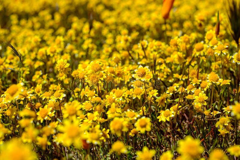 The Spring Background of Yellow Flowers. Wildflower is Blooming for the