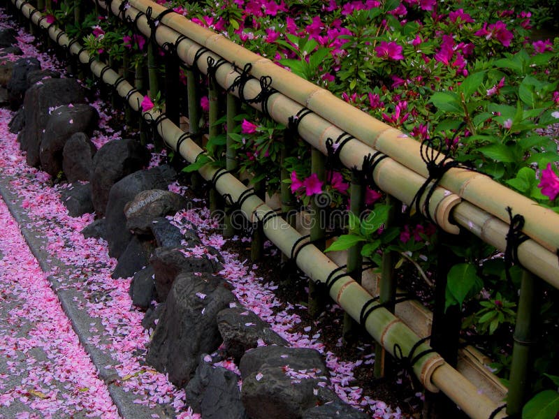 Spring bamboo fence stock photography Spring bamboo fence stock photography