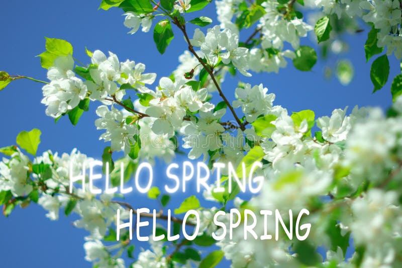 Spring Banner Hello Spring The Beginning Of The Spring Season