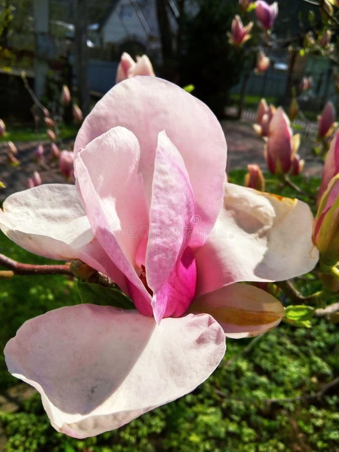 Beautiful First Spring Flower Magnolia In Garden Stock