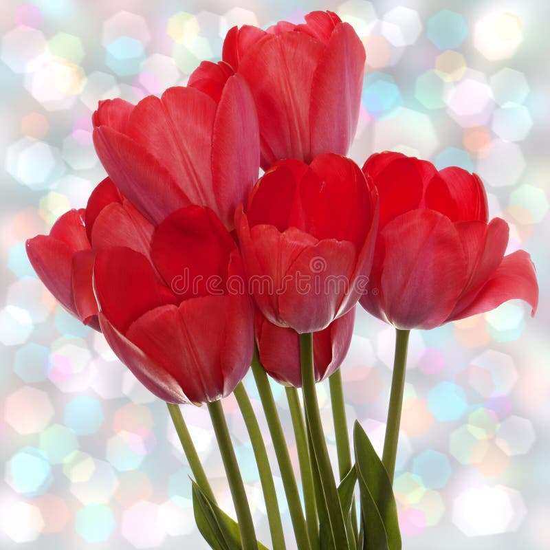 Spring beautiful red tulip