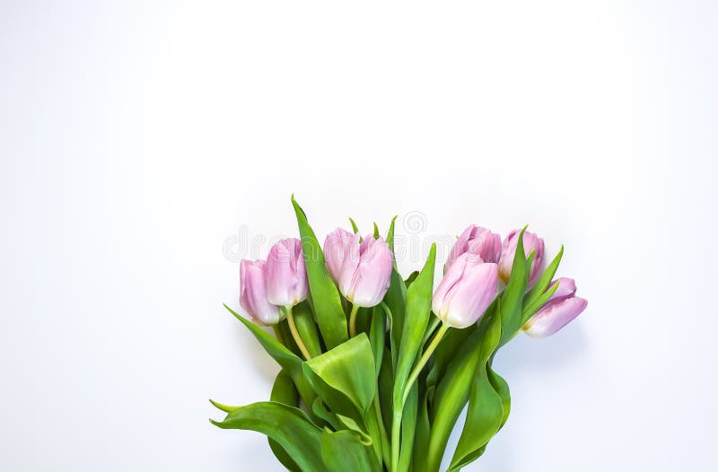 Spring beautiful tulip flowers on soft white background