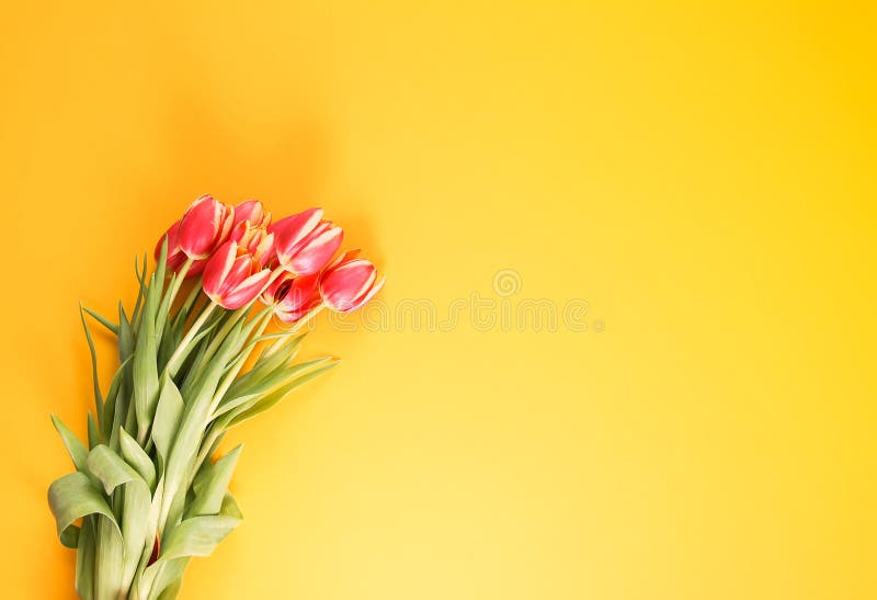 Spring beautiful tulip flowers on soft yellow pastel background