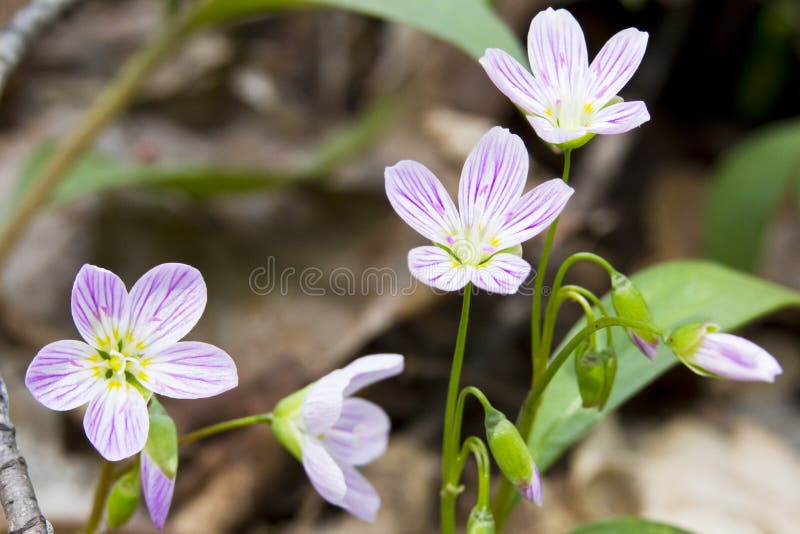 Spring Beauty