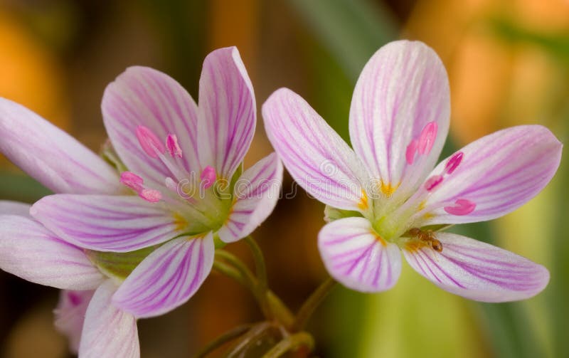 Spring beauty flowers