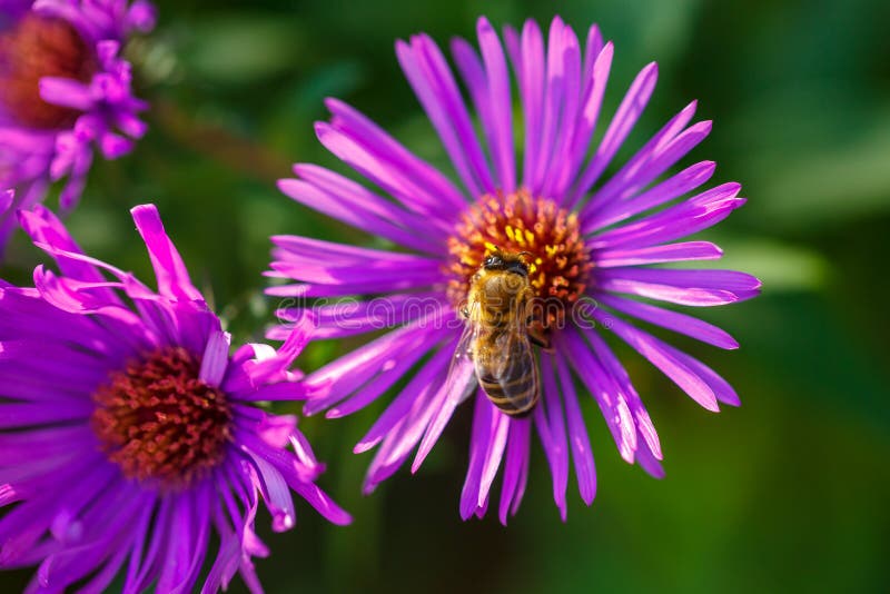 In spring, a bee on a lilac flower collects nectar royalty free stock photography In spring, a bee on a lilac flower collects nectar royalty free stock photography