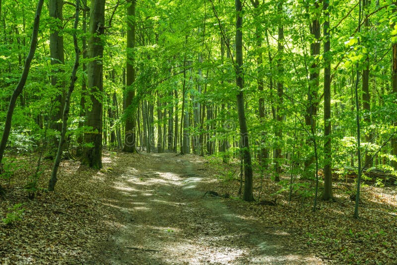 Spring in a beech forest.