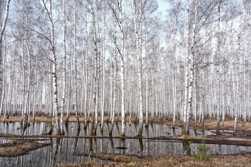 Лес березы весенний в мусоре.