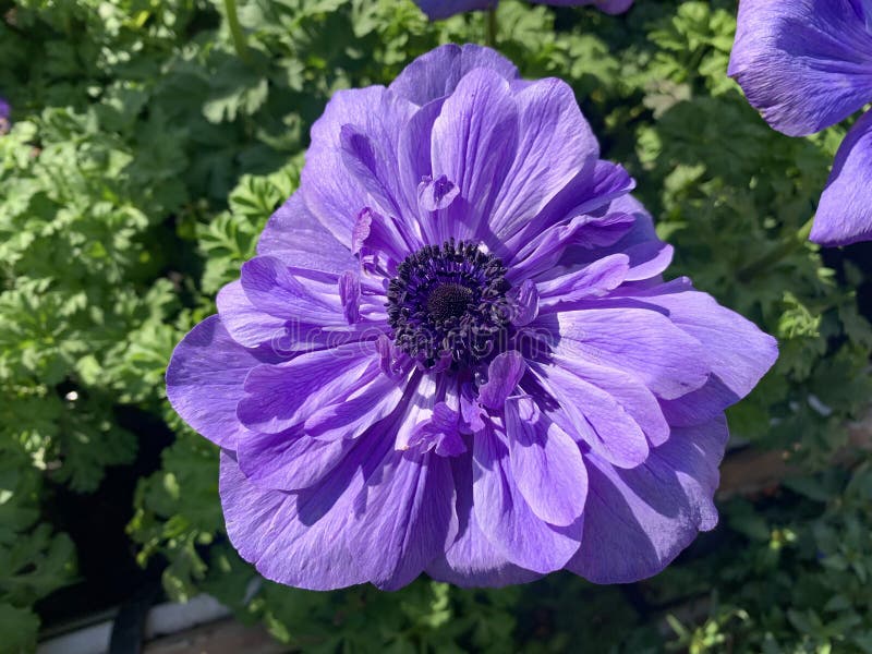 Spring Bloom of Blue Anemones Anemone Coronaria Stock Photo Image of
