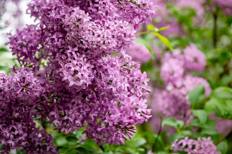 Spring Bloom of Pink-purple Lilac Syringa Microphylla Bushes on Green ...