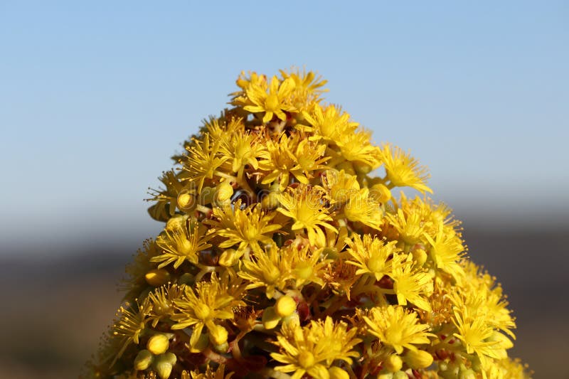 Spring Bloom Series - Aeonium Arboreum Zwartkop - Black Rose - Black ...