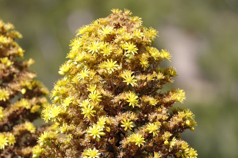 Spring Bloom Series - Aeonium Arboreum Zwartkop - the Black Rose ...