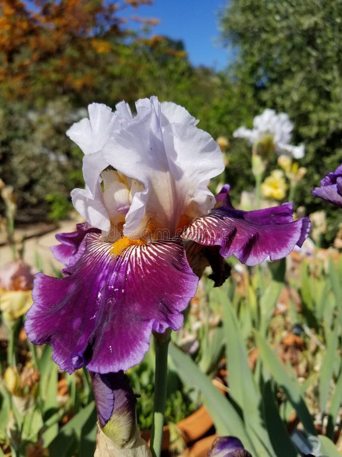 Spring Bloom Series: Bearded Iris Germanica Stock Image - Image of ...