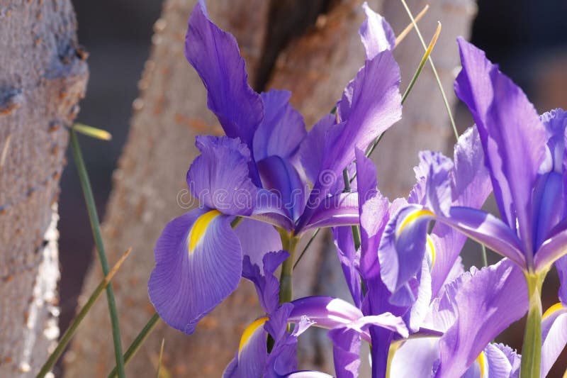 Spring Bloom Series Blue Magic Dutch Iris Iris Hollandica Fleur