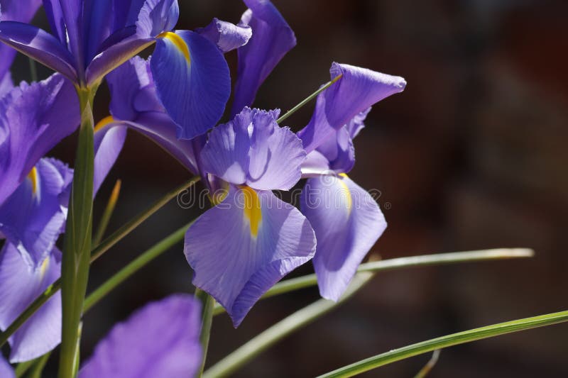 Spring Bloom Series Blue Magic Dutch Iris Iris Hollandica Fleur