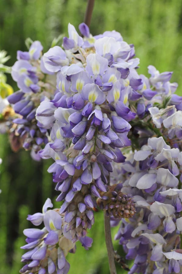 Spring Bloom Series Wisteria Vine Flowers Stock Photo Image of