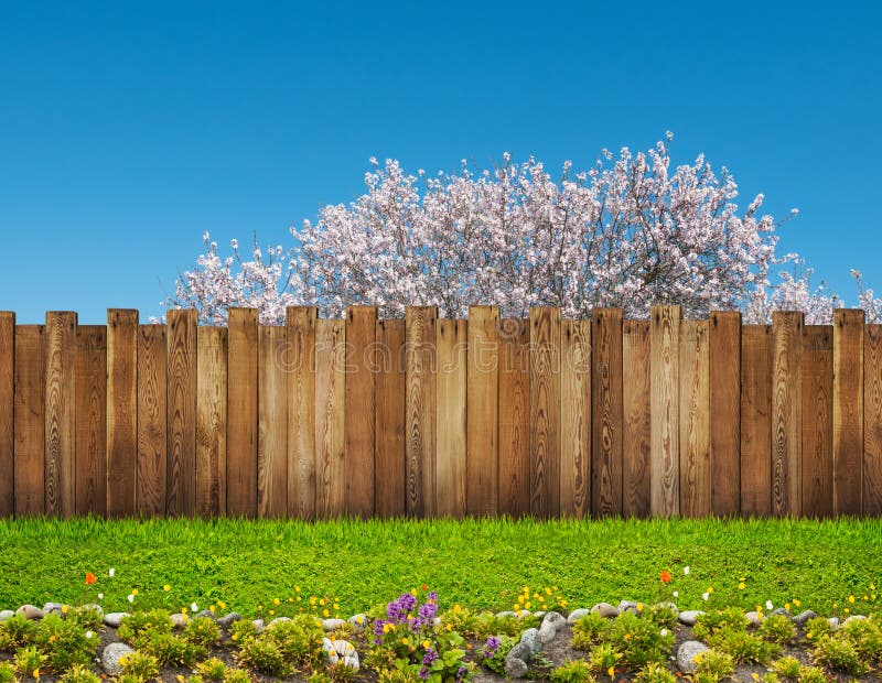 Spring bloom tree in backyard and wooden garden fence. Spring bloom tree in backyard and wooden garden fence