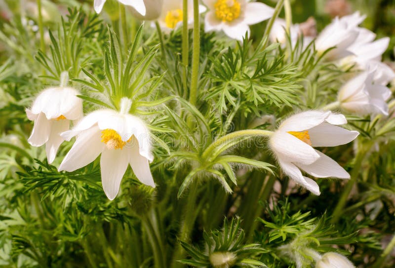 Spring bloom of white anemone flowers royalty free stock images
