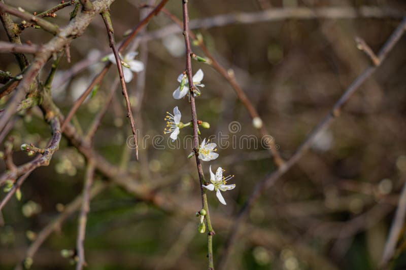 Spring bloom on a wild bush royalty free stock photo