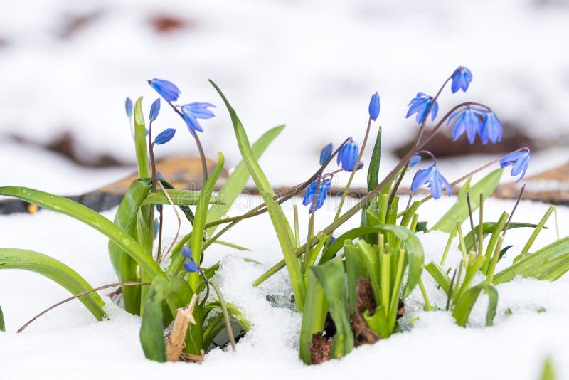 Spring Blooming Bluebell Flowers in the Snow Stock Image Image of