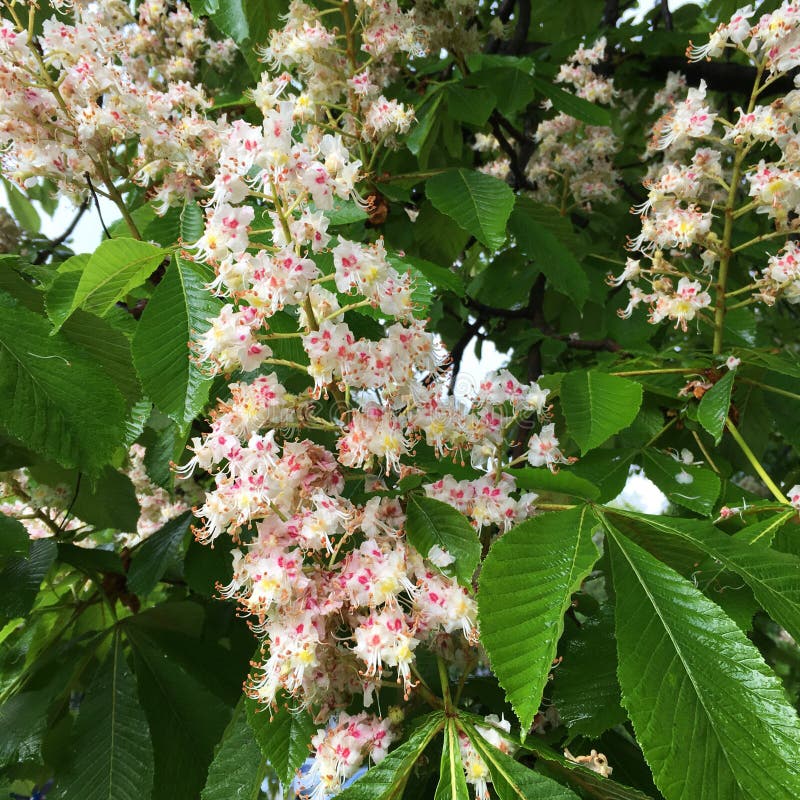 Spring Blooming Chestnut Tree Flowers Stock Image Image of growth