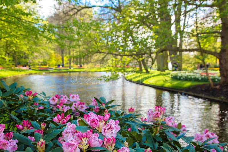 Spring blooming sunny park stock image Spring blooming sunny park stock image