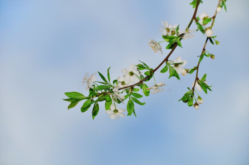 Spring Blooming Tree Branches Stock Photo Image of leaf, bloom 14029134