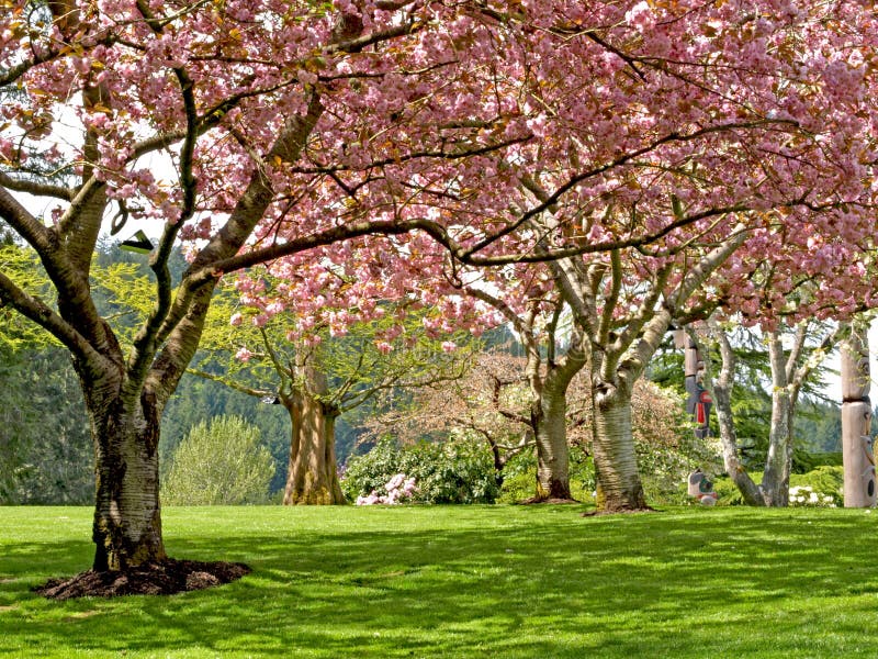 Spring blooming trees