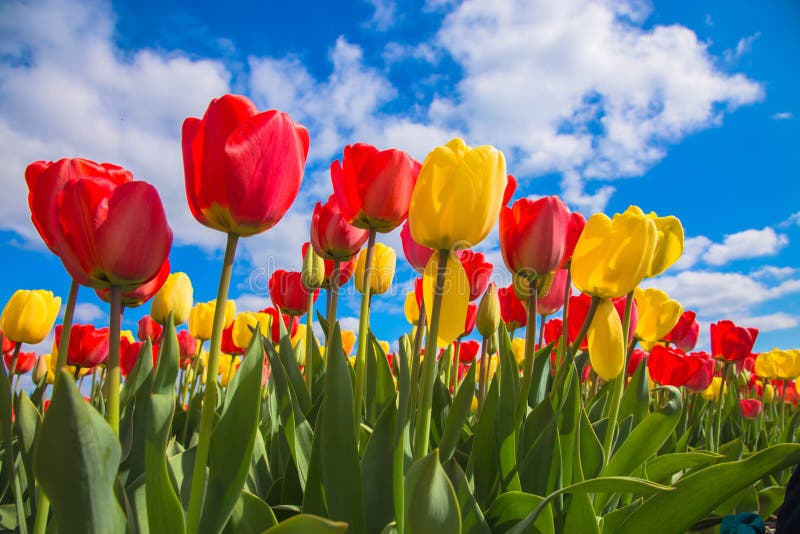 Spring blooming tulip field. Spring floral background.