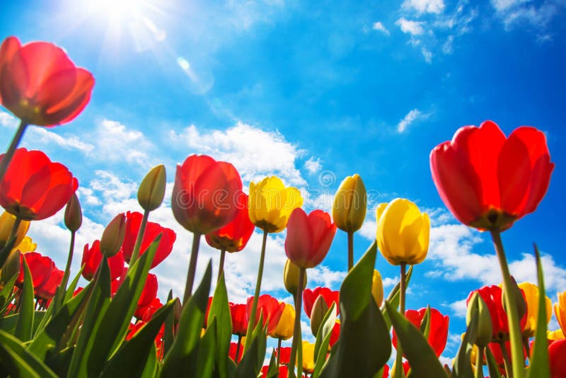 Spring blooming tulip field. Flowers tulips, the symbol of the Netherlands. Red tulips and blue sky, sunny spring day. Spring floral background. Spring blooming tulip field. Flowers tulips, the symbol of the Netherlands. Red tulips and blue sky, sunny spring day. Spring floral background.