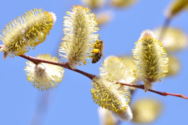 Spring. Blooming willow close up stock photography